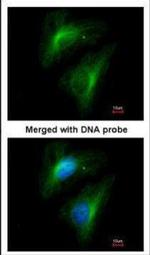 Importin 13 Antibody in Immunocytochemistry (ICC/IF)