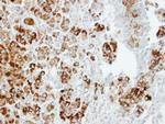 Importin 13 Antibody in Immunohistochemistry (Paraffin) (IHC (P))