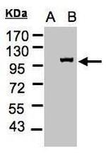 Importin 13 Antibody in Western Blot (WB)