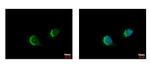 ETEA Antibody in Immunocytochemistry (ICC/IF)