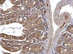 ETEA Antibody in Immunohistochemistry (Paraffin) (IHC (P))