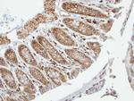 VAM1 Antibody in Immunohistochemistry (Paraffin) (IHC (P))