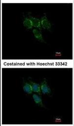 GSTA1 Antibody in Immunocytochemistry (ICC/IF)