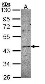 NOXO1 Antibody in Western Blot (WB)