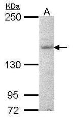 Jouberin Antibody in Western Blot (WB)