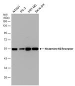 HRH2 Antibody in Western Blot (WB)