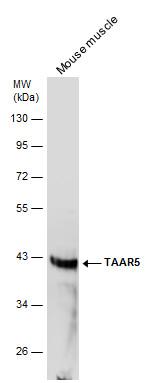 TAAR5 Antibody in Western Blot (WB)