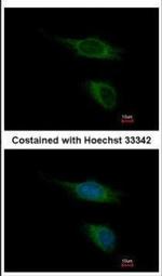 TAAR5 Antibody in Immunocytochemistry (ICC/IF)