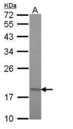 TIM17 Antibody in Western Blot (WB)