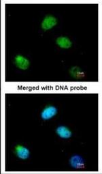 PCBP2 Antibody in Immunocytochemistry (ICC/IF)