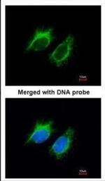 Activin A Antibody in Immunocytochemistry (ICC/IF)