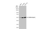 Activin A Antibody in Western Blot (WB)