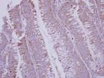 BMP-10 Antibody in Immunohistochemistry (Paraffin) (IHC (P))