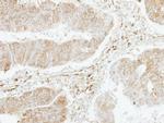 PF4V1 Antibody in Immunohistochemistry (Paraffin) (IHC (P))