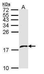 PF4V1 Antibody in Western Blot (WB)