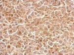 NKG2A Antibody in Immunohistochemistry (Paraffin) (IHC (P))