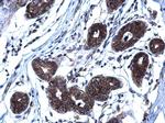 CD254 (RANK Ligand) Antibody in Immunohistochemistry (Paraffin) (IHC (P))