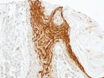 RAMP2 Antibody in Immunohistochemistry (Paraffin) (IHC (P))