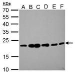 RAMP2 Antibody in Western Blot (WB)