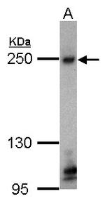 ZO-1 Antibody in Western Blot (WB)