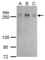 ZO-1 Antibody in Western Blot (WB)