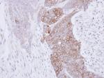 RAB3C Antibody in Immunohistochemistry (Paraffin) (IHC (P))