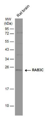 RAB3C Antibody in Western Blot (WB)