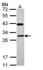 RAB3C Antibody in Western Blot (WB)