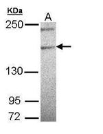 PLCH1 Isoform B Antibody in Western Blot (WB)