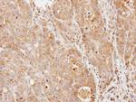 PDE9A Antibody in Immunohistochemistry (Paraffin) (IHC (P))