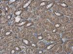 SLC25A13 Antibody in Immunohistochemistry (Paraffin) (IHC (P))