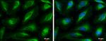 HMGCL Antibody in Immunocytochemistry (ICC/IF)