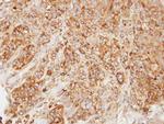 HMGCL Antibody in Immunohistochemistry (Paraffin) (IHC (P))