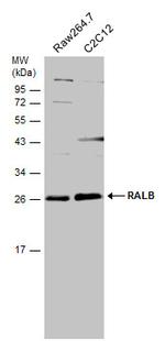 RALB Antibody in Western Blot (WB)