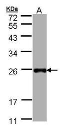 LITAF Antibody in Western Blot (WB)