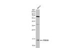 PDE6D Antibody in Western Blot (WB)