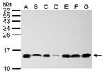 NHP2L1 Antibody in Western Blot (WB)