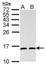 NHP2L1 Antibody in Western Blot (WB)