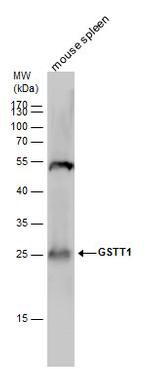 GSTT1 Antibody in Western Blot (WB)