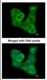 DUSP7 Antibody in Immunocytochemistry (ICC/IF)