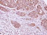 DUSP7 Antibody in Immunohistochemistry (Paraffin) (IHC (P))