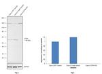 MST1 (STK4) Antibody in Western Blot (WB)