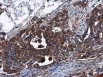 DNase I Antibody in Immunohistochemistry (Paraffin) (IHC (P))