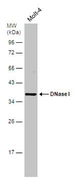 DNase I Antibody in Western Blot (WB)