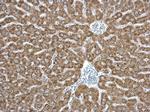 EPHX1 Antibody in Immunohistochemistry (Paraffin) (IHC (P))