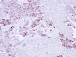 EPHX1 Antibody in Immunohistochemistry (Paraffin) (IHC (P))