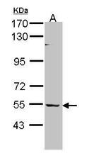 BAIAP2L1 Antibody in Western Blot (WB)