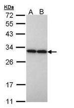 PGAM2 Antibody in Western Blot (WB)