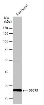 DECR1 Antibody in Western Blot (WB)