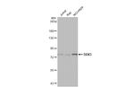 DDX3Y Antibody in Western Blot (WB)